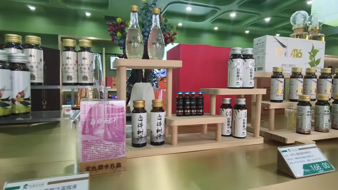 采集白桦树汁到底伤不伤树？听听专家怎么说